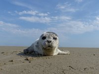 Phoca vitulina 25, Gewone zeehond, Saxifraga-Mark Zekhuis