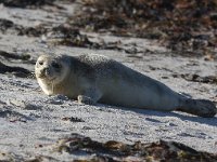 Phoca vitulina 33, Gewone zeehond, Saxifraga-Bart Vastenhouw