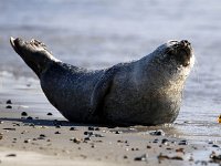 Phoca vitulina 51, Gewone zeehond, Saxifraga-Bart Vastenhouw