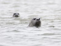 Phoca vitulina 58, Gewone zeehond, Saxifraga-Mark Zekhuis