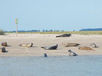 Phoca vitulina 61, Gewone zeehond, Saxifraga-Peter Meininger