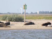 Phoca vitulina 67, Gewone zeehond, Saxifraga-Peter Meininger