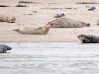 Phoca vitulina 86, Gewone zeehond, Saxifrage-Bart Vastenhouw