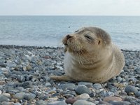 Phoca vitulina 9, Gewone zeehond, Saxifraga-Mark Zekhuis