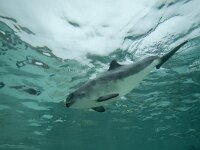 Phocoena phocoena 10, Bruinvis, Saxifraga-Luc Hoogenstein