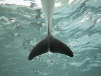 Phocoena phocoena 14, Bruinvis, Saxifraga-Luc Hoogenstein