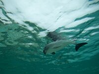 Phocoena phocoena 9, Bruinvis, Saxifraga-Luc Hoogenstein