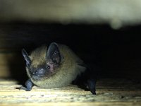 Pipistrellus pipistrellus 2, Gewone dwergvleermuis, Saxifraga-Jeroen Willemsen