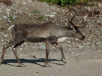 Rangifer tarandus 10, Rendier, Saxifraga-Willem van Kruijsbergen