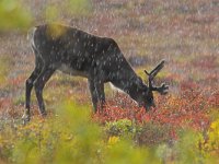 Rangifer tarandus 17, Rendier, Saxifraga-Martin Mollet