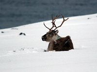 Rangifer tarandus 24, Rendier, Saxifraga-Bart Vastenhouw