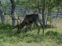 Rangifer tarandus 7, Rendier, Saxifraga-Willem van Kruijsbergen