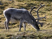 Rangifer tarandus platyrhynchus 33, Svalbard rendier, Saxifraga-Bart Vastenhouw