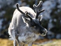 Rangifer tarandus platyrhynchus 34, Svalbard rendier, Saxifraga-Bart Vastenhouw