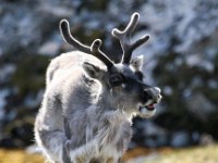 Rangifer tarandus platyrhynchus 35, Svalbard rendier, Saxifraga-Bart Vastenhouw