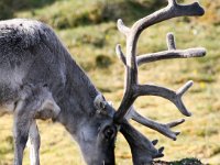 Rangifer tarandus platyrhynchus 36, Svalbard rendier, Saxifraga-Bart Vastenhouw