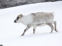 Rangifer tarandus platyrhynchus 43, Svalbard rendier, Saxifraga-Bart Vastenhouw