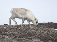 Rangifer tarandus platyrhynchus 44, Svalbard rendier, Saxifraga-Bart Vastenhouw