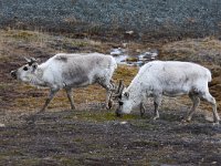 Rangifer tarandus platyrhynchus 45, Svalbard rendier, Saxifraga-Bart Vastenhouw