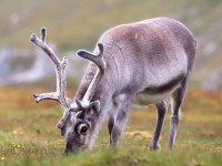 Rangifer tarandus platyrhynchus 47, Svalbard rendier, Saxifraga-Bart Vastenhouw