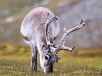 Rangifer tarandus platyrhynchus 48, Svalbard rendier, Saxifraga-Bart Vastenhouw