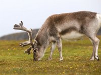 Rangifer tarandus platyrhynchus 50, Svalbard rendier, Saxifraga-Bart Vastenhouw