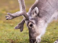 Rangifer tarandus platyrhynchus 51, Svalbard rendier, Saxifraga-Bart Vastenhouw