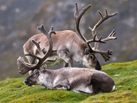 Rangifer tarandus platyrhynchus 53, Svalbard rendier, Saxifraga-Bart Vastenhouw