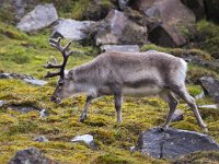 Rangifer tarandus platyrhynchus 56, Svalbard rendier, Saxifraga-Bart Vastenhouw