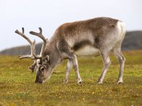 Rangifer tarandus platyrhynchus 61, Svalbard rendier, Saxifraga-Bart Vastenhouw