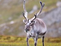 Rangifer tarandus platyrhynchus 64, Svalbard rendier, Saxifraga-Bart Vastenhouw