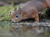 Sciurus vulgaris 102, Eekhoorn, Saxifraga-Luuk Vermeer