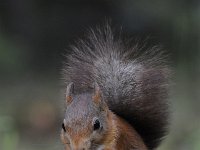 Sciurus vulgaris 105, Eekhoorn, Saxifraga-Luuk Vermeer