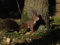 Sciurus vulgaris 108, Eekhoorn, Saxifraga-Luuk Vermeer