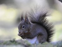 Sciurus vulgaris 117, Eekhoorn, Saxifraga-Luuk Vermeer