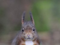 Sciurus vulgaris 119, Eekhoorn, Saxifraga-Luuk Vermeer