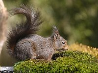 Sciurus vulgaris 123, Eekhoorn, Saxifraga-Luuk Vermeer