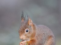 Sciurus vulgaris 126, Eekhoorn, Saxifraga-Luuk Vermeer