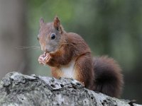 Sciurus vulgaris 129, Eekhoorn, Saxifraga-Luuk Vermeer