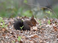 Sciurus vulgaris 134, Eekhoorn, Saxifraga-Luuk Vermeer