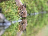 Sciurus vulgaris 144, Eekhoorn, Saxifraga-Luuk Vermeer