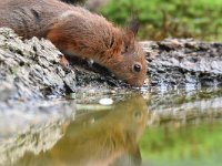 Sciurus vulgaris 148, Eekhoorn, Saxifraga-Luuk Vermeer