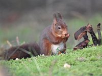 Sciurus vulgaris 162, Eekhoorn, Saxifraga-Luuk Vermeer