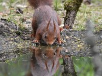 Sciurus vulgaris 175, Eekhoorn, Saxifraga-Luuk Vermeer