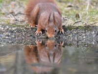 Sciurus vulgaris 185, Eekhoorn, Saxifraga-Luuk Vermeer