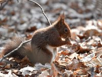 Sciurus vulgaris 189, Eekhoorn, Saxifraga-Luuk Vermeer