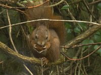 Sciurus vulgaris 19, Eekhoorn, Saxifraga-Jan van der Straaten