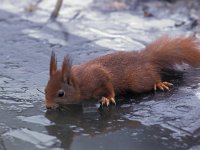 Sciurus vulgaris 2, Eekhoorn, Saxifraga-Arie de Knijff