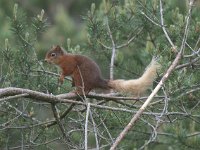 Sciurus vulgaris 22, Eekhoorn, Saxifraga-Kees van Berkel : Blue Elephant