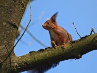 Sciurus vulgaris 29, Eekhoorn, Saxifraga-Hans Dekker